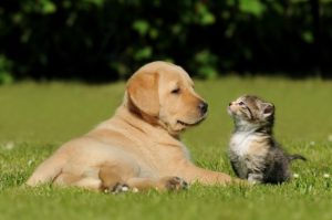 Kitten and Puppy Care